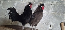 Galline padovane usato  Buccino