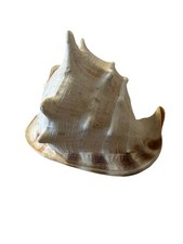 Extra large horned for sale  Lebanon