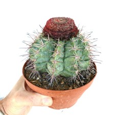 Melocactus nagyi cactus d'occasion  Expédié en France