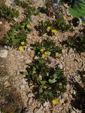Figuier barbarie plant d'occasion  Le Lude