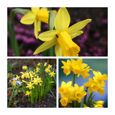 Tete tete narcissus for sale  UK
