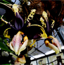 Espèce orchidée stanhopea d'occasion  Paris XV