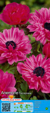 Anemone coronaria gefüllt gebraucht kaufen  Erfurt
