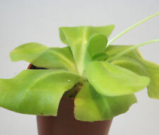 Pinguicula tina butterwort for sale  AMMANFORD