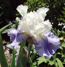 Iris stairway heaven gebraucht kaufen  Neustadt a.d.Waldnaab