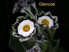 Primula auricula plant for sale  RIPLEY