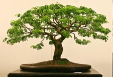 Brazilian rain tree for sale  Hialeah