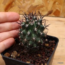 Sclerocactus whipplei joseph usato  Trevi