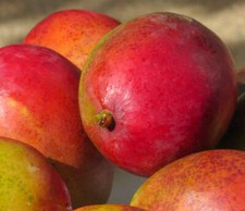 Mangifera indica palmer d'occasion  Expédié en France