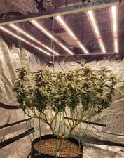 Used mars hydro for sale  Sterling Heights