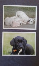 Cartes postales chiens d'occasion  Villemomble