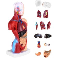 Anatomie modell teiliges gebraucht kaufen Anatomie modell teiliges gebraucht kaufen  Köln