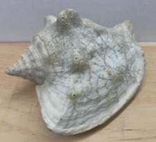 Seashell queen conch for sale  San Antonio