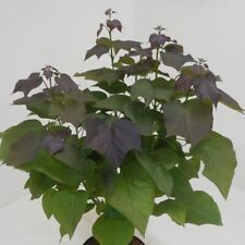 Purple leaved indian for sale  LONDON