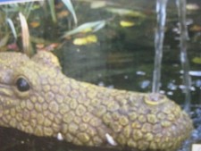 Krokodil wasserspeier kunsthar gebraucht kaufen  Heinsberg