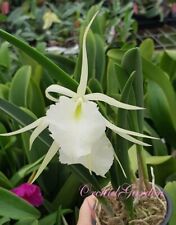 Orchidea orchidea brassavola usato  Spedire a Italy