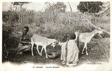 Sénégal jeunes bergers d'occasion  Labenne