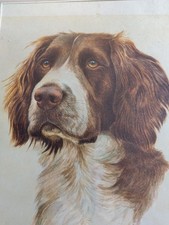 Springer spaniel vintage for sale Springer spaniel vintage for sale  MILTON KEYNES