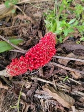 anthurium seeds for sale  Bokeelia