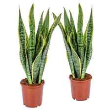 Stück sansevieria laurentii gebraucht kaufen  Wurzen