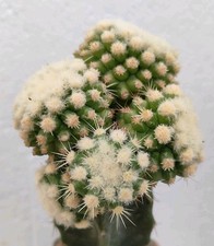 Echinocactus grusonii monster usato  Lecce