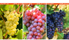 Vine grape mix for sale  UK