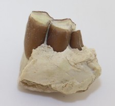 Cammello poebrotherium sp. usato  Spedire a Italy