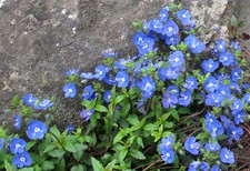 Veronica georgia blue for sale  Decatur