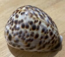 Large leopard tiger for sale  ROTHERHAM