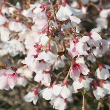 Prunus incisa kojo for sale  CREWE