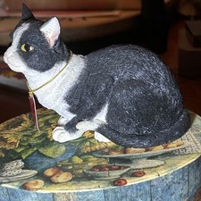Black white cat for sale  Hickory