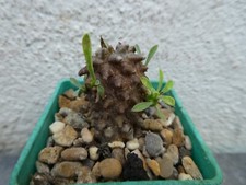 Euphorbia bupleurifolia suzann for sale  PLYMOUTH