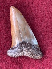 Red mako fossil for sale  Baltimore