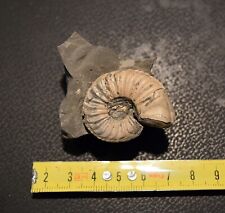 Ammonite pleuroceras transiens usato  Segrate