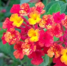 Lantana red live for sale  Hudson