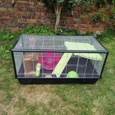 Large syrian hamster for sale  DEAL
