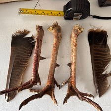 Real wild turkey for sale  Harrison