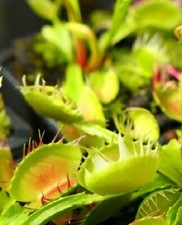 Pianta carnivora dionaea usato  Grumo Appula