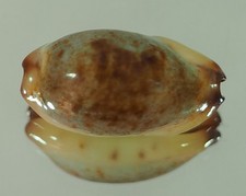 gracilis usato gracilis usato Italia