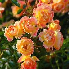 Beetrosen farben lieferformen gebraucht kaufen  Elmshorn