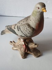 Rare pigeon bird for sale  CRAWLEY