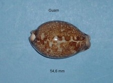 Cypraea mappa viridis d'occasion  Sanary-sur-Mer