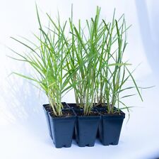 White pampass grass for sale  Rocklin