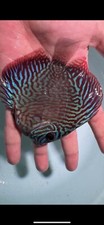 Red tiger discus for sale  San Jose