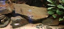 Malaysian snails algae for sale  RAMSGATE