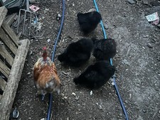 Silkie cross naked for sale  LONDON