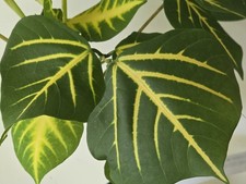 Sunshine coral tree for sale  Bowling Green