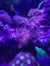 Tri color bubble for sale  BRIDGWATER
