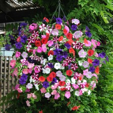 Premium pre planted for sale  PETERBOROUGH