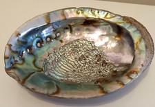 Coquillage abalone ormeaux d'occasion  Nancy-